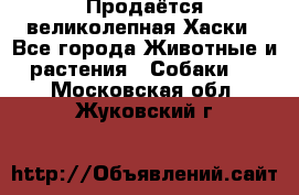 Продаётся великолепная Хаски - Все города Животные и растения » Собаки   . Московская обл.,Жуковский г.